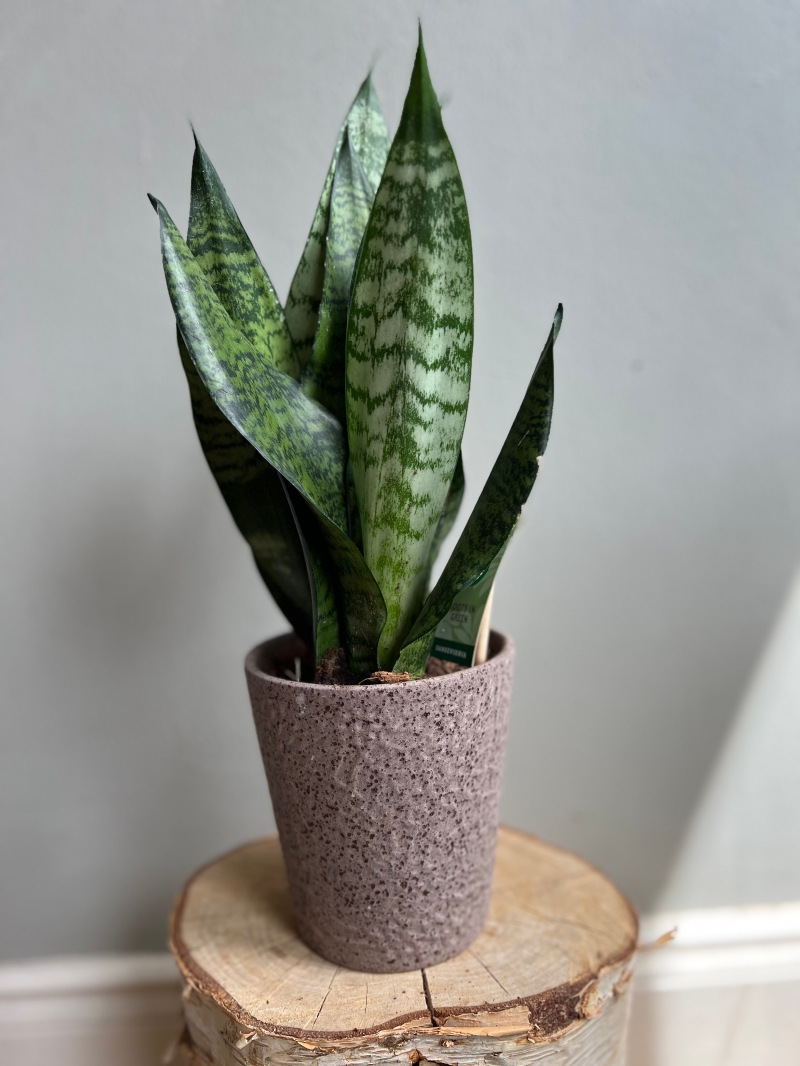 Sansevieria House Plant
