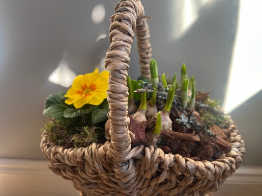 Planted Basket