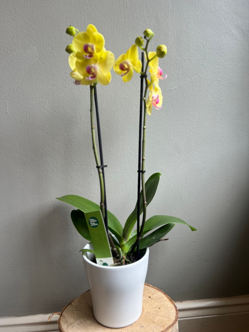 Phalaenopsis Orchid