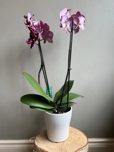 Phalaenopsis Orchid