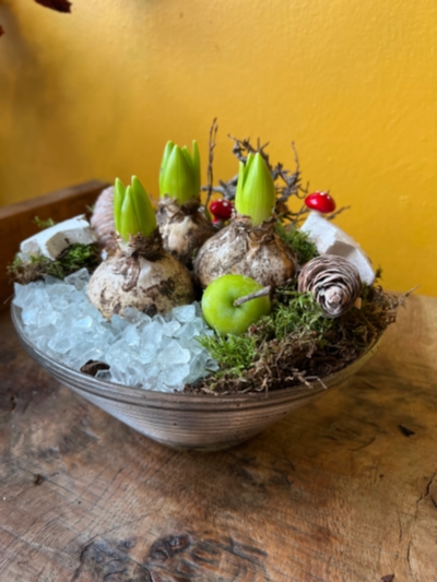 Winter Hyacinths Planter in Glass bowl