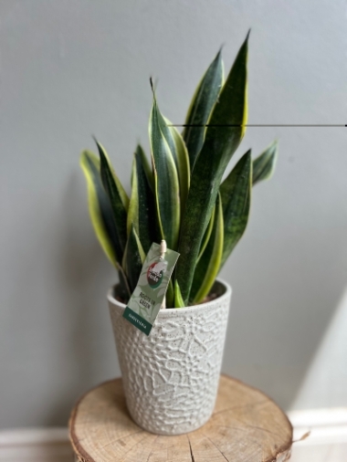 Sansevieria House Plant