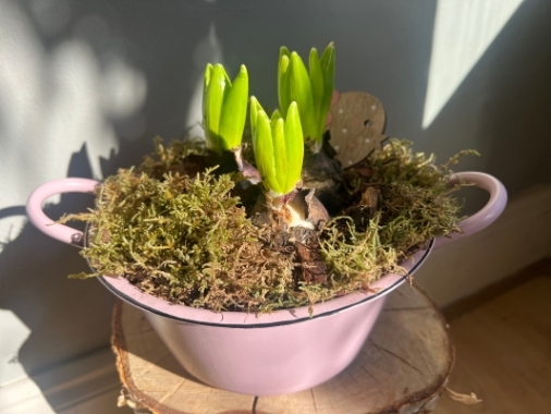 Hyacinth Bulbs in an Enamel Bulb