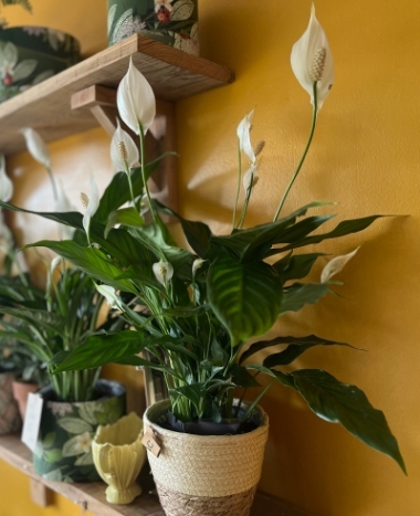 Large peace lilly with a natural pot