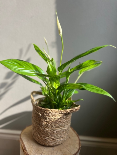 Peace Lily