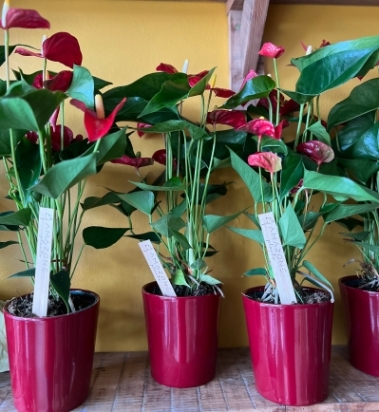 Red anthurium house plant in a red ceramic pot