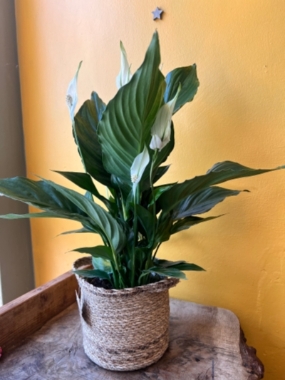 Spathiphyllum Peace Lilly